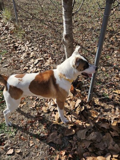 Harnett County Animal Control - Lillington, NC