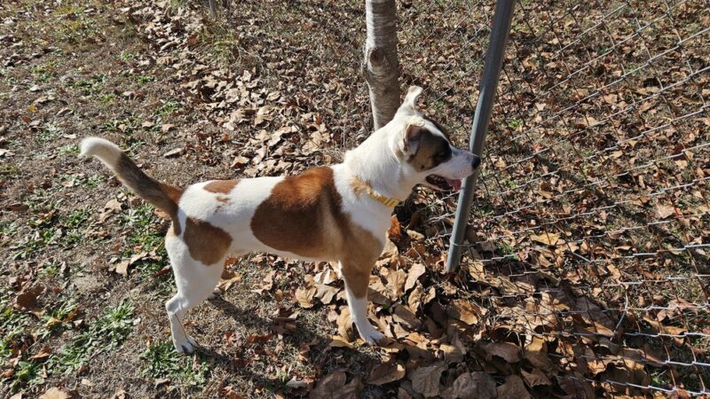 Harnett County Animal Control - Lillington, NC