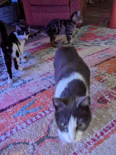 Harnett County Animal Control - Lillington, NC