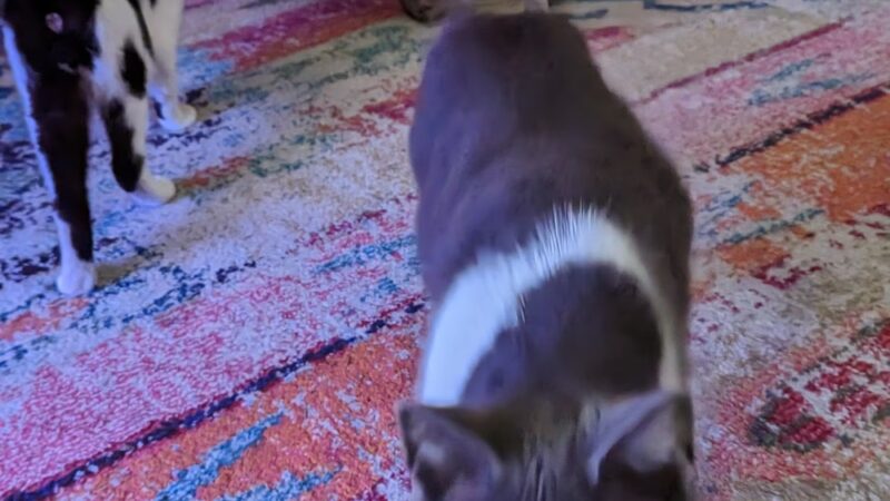 Harnett County Animal Control - Lillington, NC