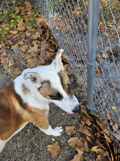 Harnett County Animal Control - Lillington, NC