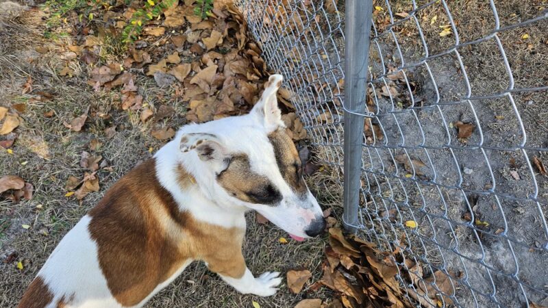 Harnett County Animal Control - Lillington, NC