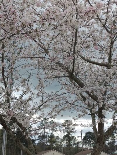 Lillington Recreation Department - Lillington, NC