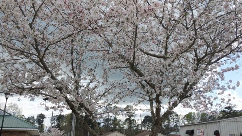 Lillington Recreation Department - Lillington, NC