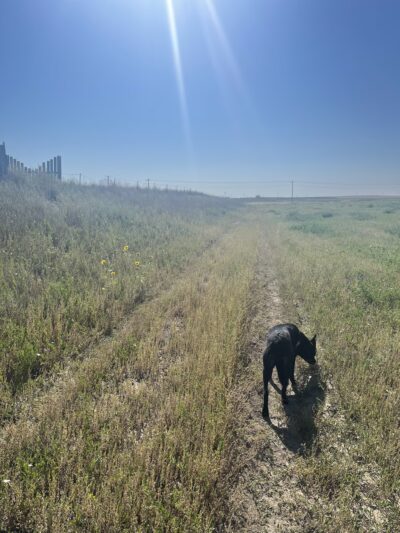 Limon Wetlands - Limon, CO