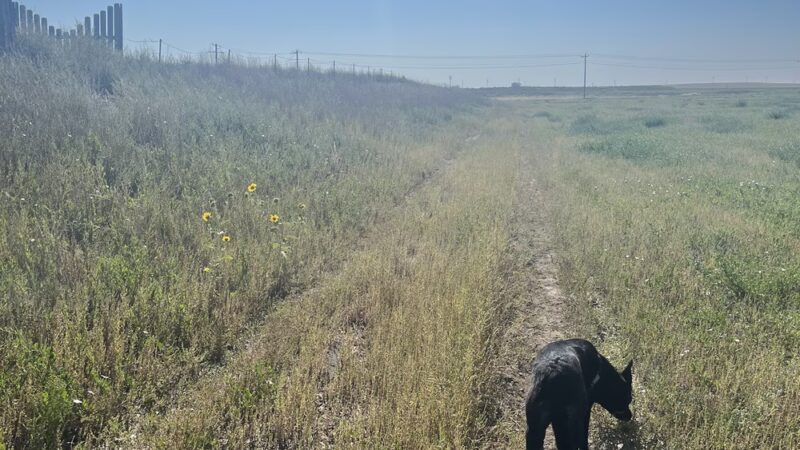 Limon Wetlands - Limon, CO