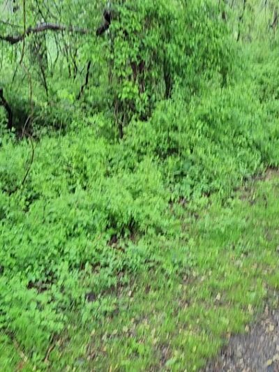 Springlawn Trail - Lincoln University, PA
