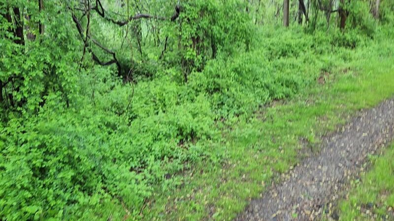 Springlawn Trail - Lincoln University, PA