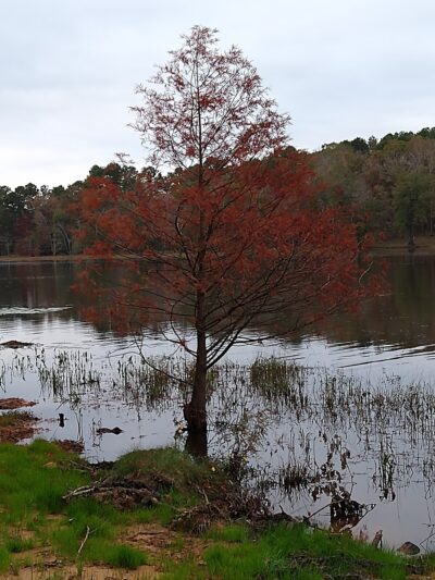 Iron Lake - Linden, TX