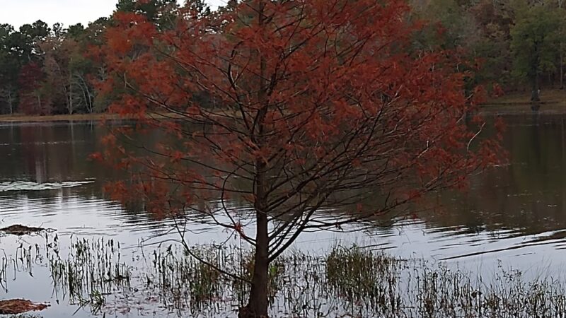 Iron Lake - Linden, TX