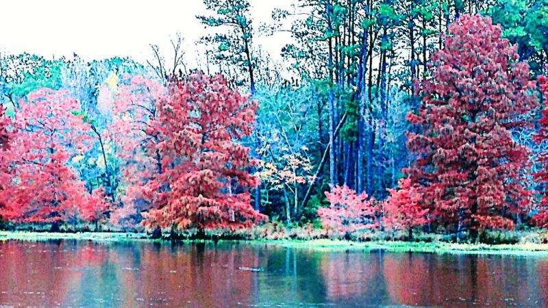 Iron Lake - Linden, TX
