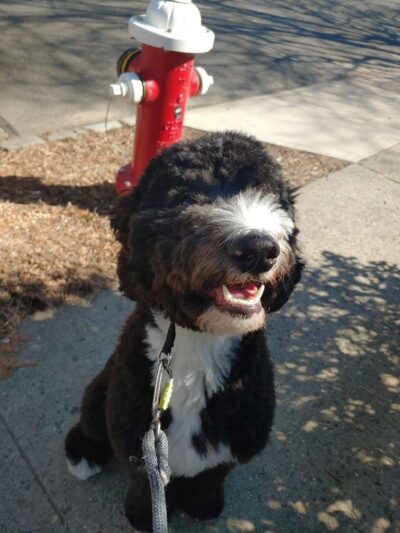 Lindsey's Dog Training & Walking - ,