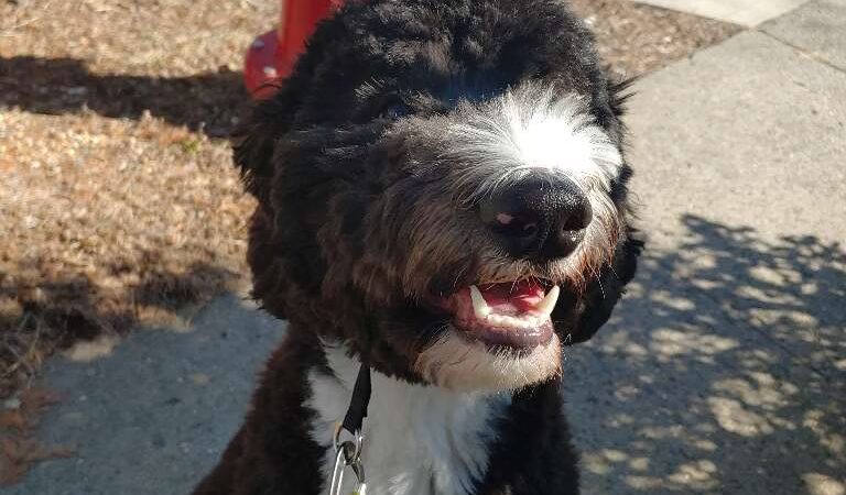 Lindsey's Dog Training & Walking - ,