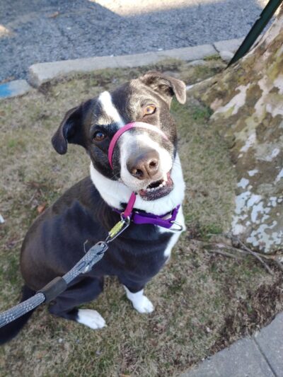 Lindsey's Dog Training & Walking - ,