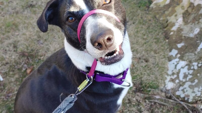 Lindsey's Dog Training & Walking - ,