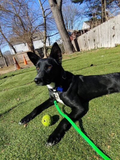 Lindsey's Dog Training & Walking - ,