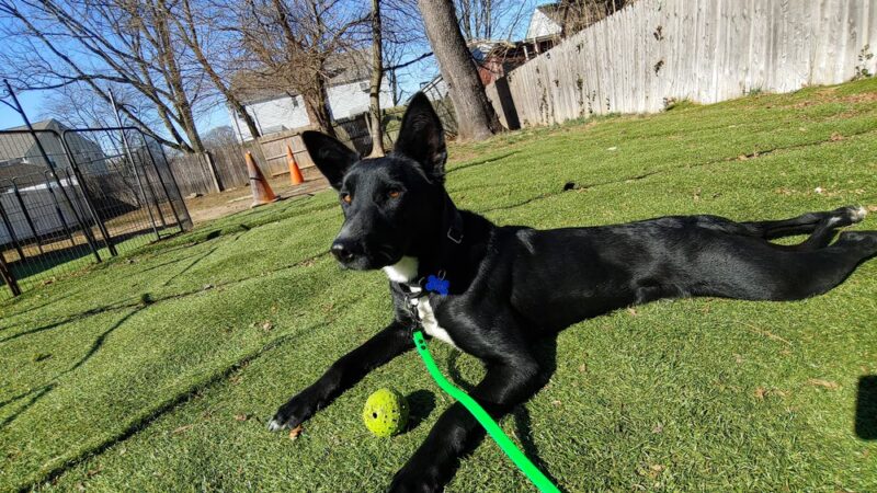 Lindsey's Dog Training & Walking - ,