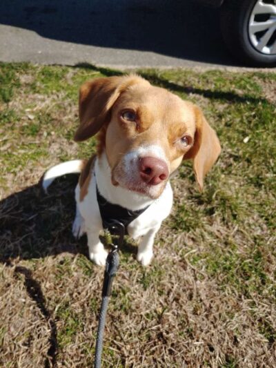 Lindsey's Dog Training & Walking - ,