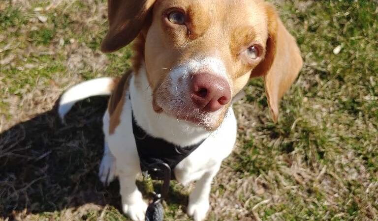 Lindsey's Dog Training & Walking - ,