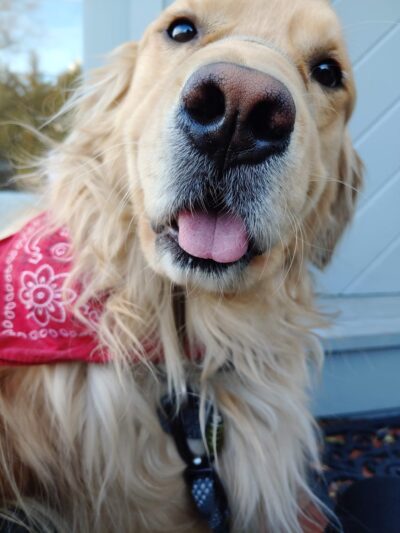 Lindsey's Dog Training & Walking - ,