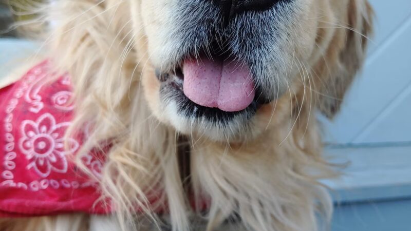 Lindsey's Dog Training & Walking - ,