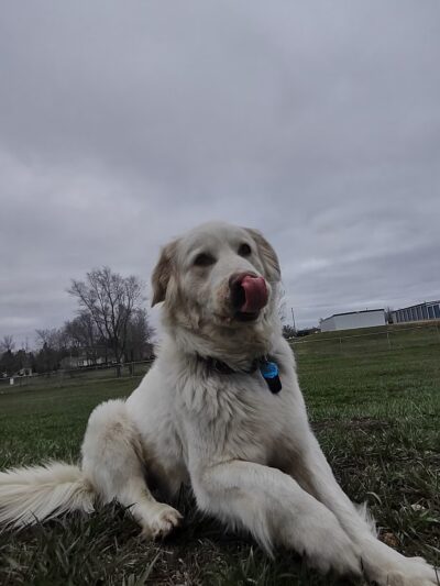 Lisbon Dog Park - Lisbon, ND