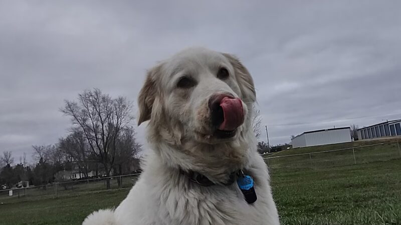 Lisbon Dog Park - Lisbon, ND