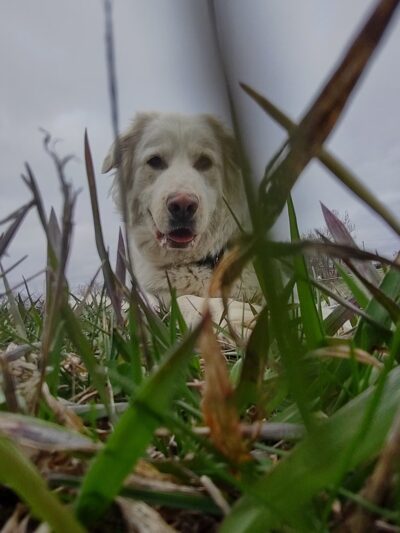 Lisbon Dog Park - Lisbon, ND