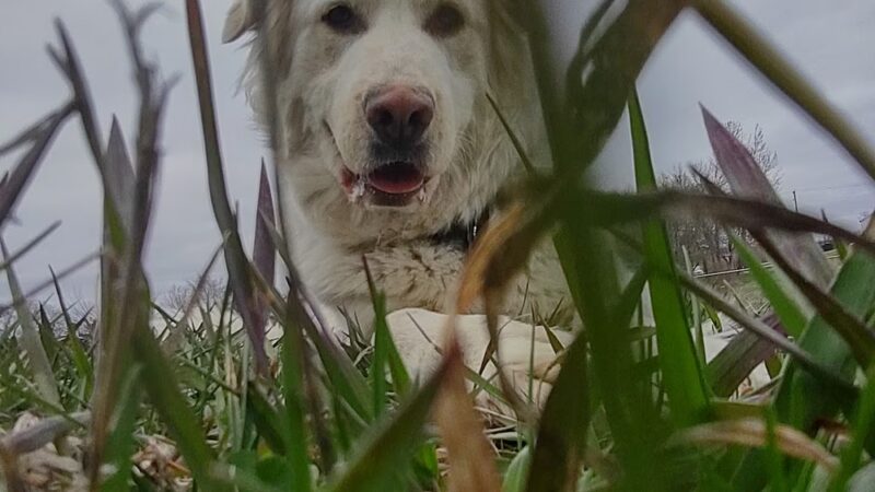 Lisbon Dog Park - Lisbon, ND