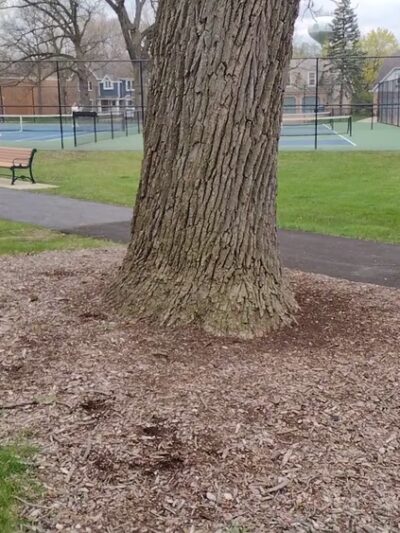 Abbeywood Park - Lisle, IL