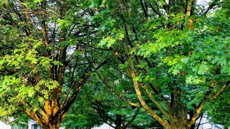 Beau Bien Park - Lisle, IL