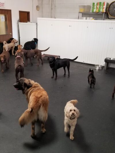 Lucky Dog Daycare & Boarding - Lisle, IL