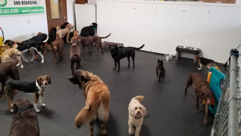 Lucky Dog Daycare & Boarding - Lisle, IL