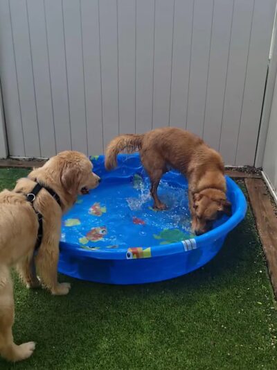 Lucky Dog Daycare & Boarding - Lisle, IL