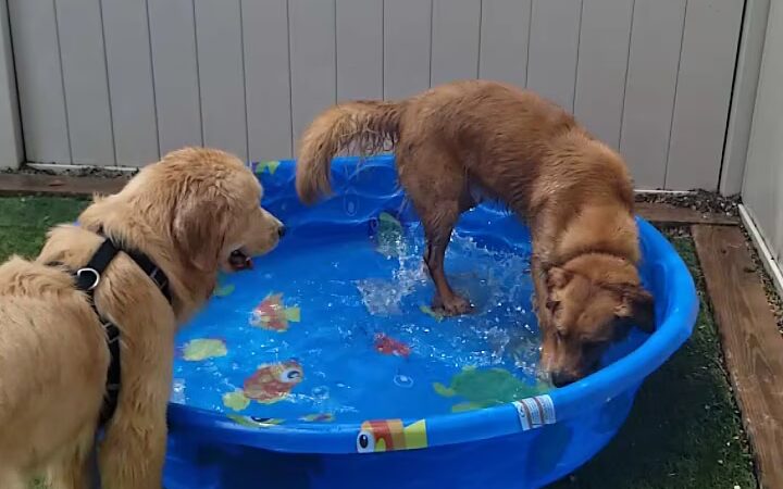 Lucky Dog Daycare & Boarding - Lisle, IL