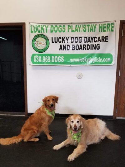 Lucky Dog Daycare & Boarding - Lisle, IL