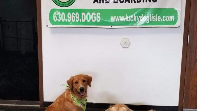 Lucky Dog Daycare & Boarding - Lisle, IL