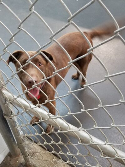 Lucky Dog Daycare & Boarding - Lisle, IL