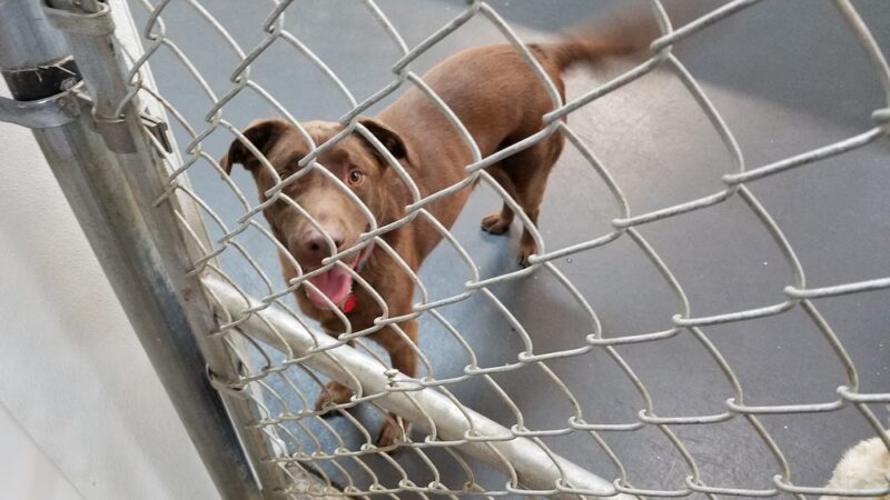 Lucky Dog Daycare & Boarding - Lisle, IL