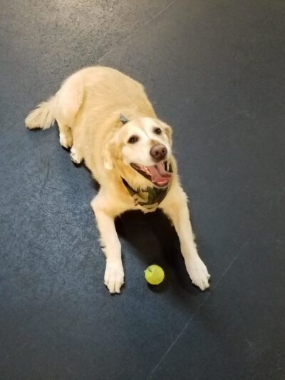 Lucky Dog Daycare & Boarding - Lisle, IL