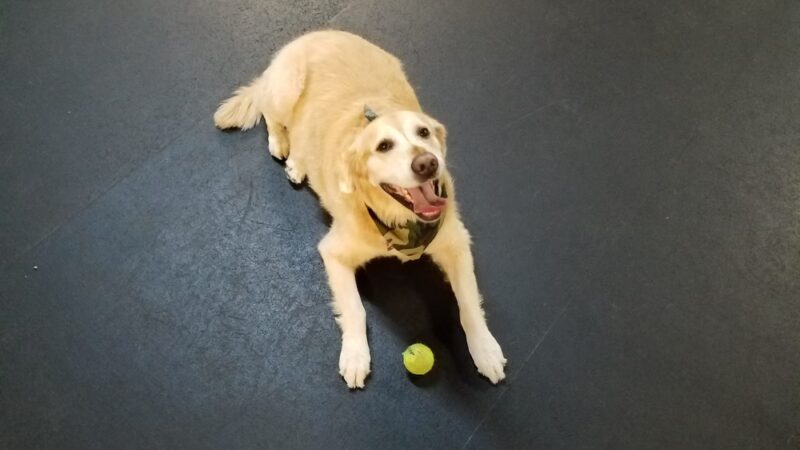 Lucky Dog Daycare & Boarding - Lisle, IL