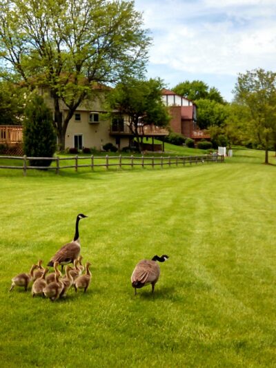 Old Tavern Park - Lisle, IL