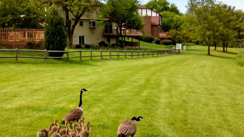 Old Tavern Park - Lisle, IL