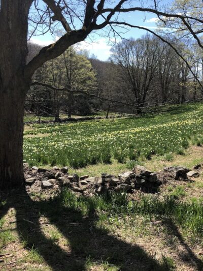 Northfield Daffodil Field - Litchfield, CT
