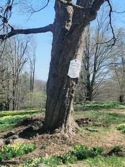 Northfield Daffodil Field - Litchfield, CT