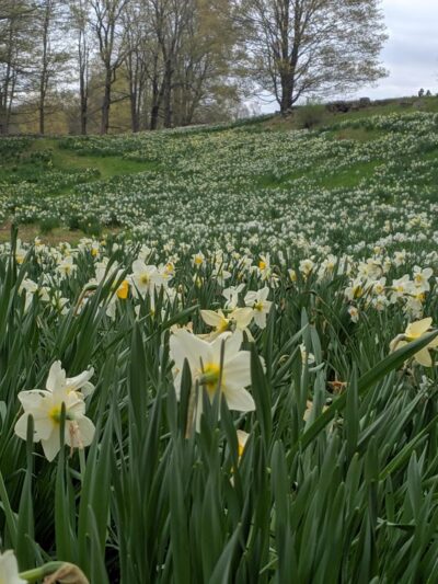 Northfield Daffodil Field - Litchfield, CT
