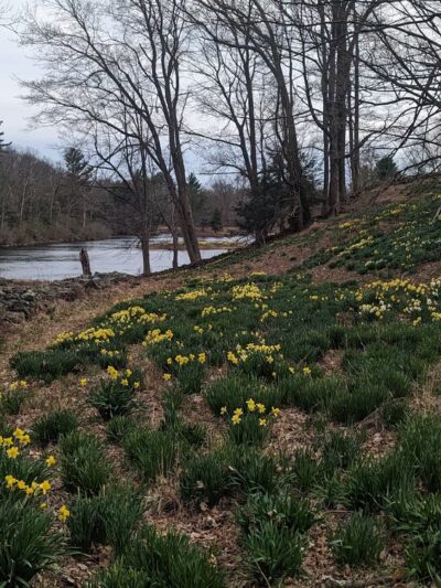 Northfield Daffodil Field - Litchfield, CT