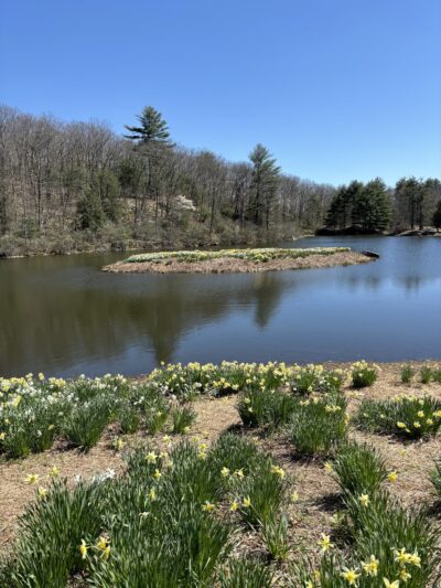 Northfield Daffodil Field - Litchfield, CT