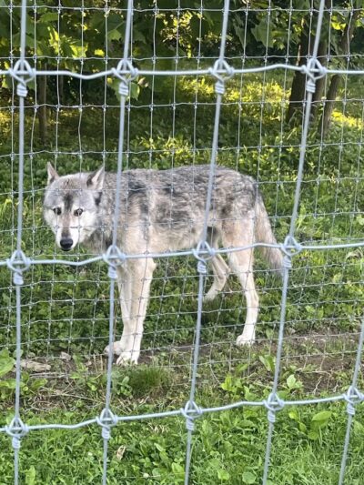 Wolf Sanctuary of PA - Lititz, PA