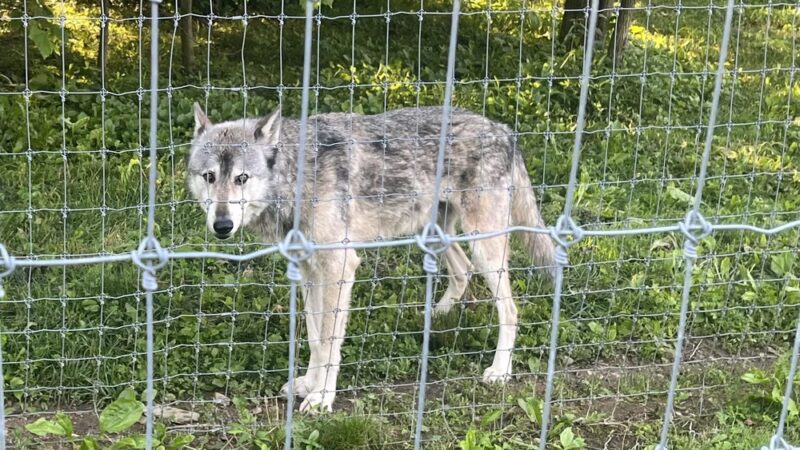 Wolf Sanctuary of PA - Lititz, PA